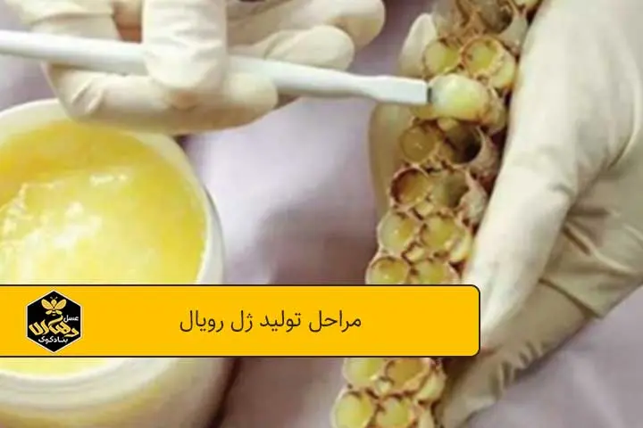 مراحل تولید ژل رویال
