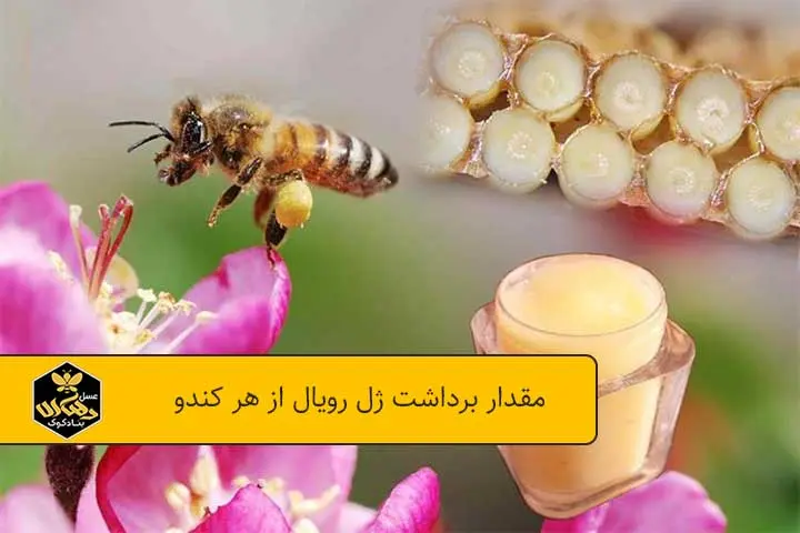 مقدار برداشت ژل رویال از هر کندو